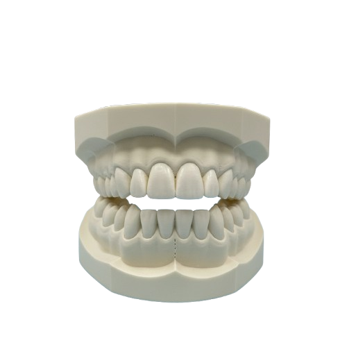 Dental Model